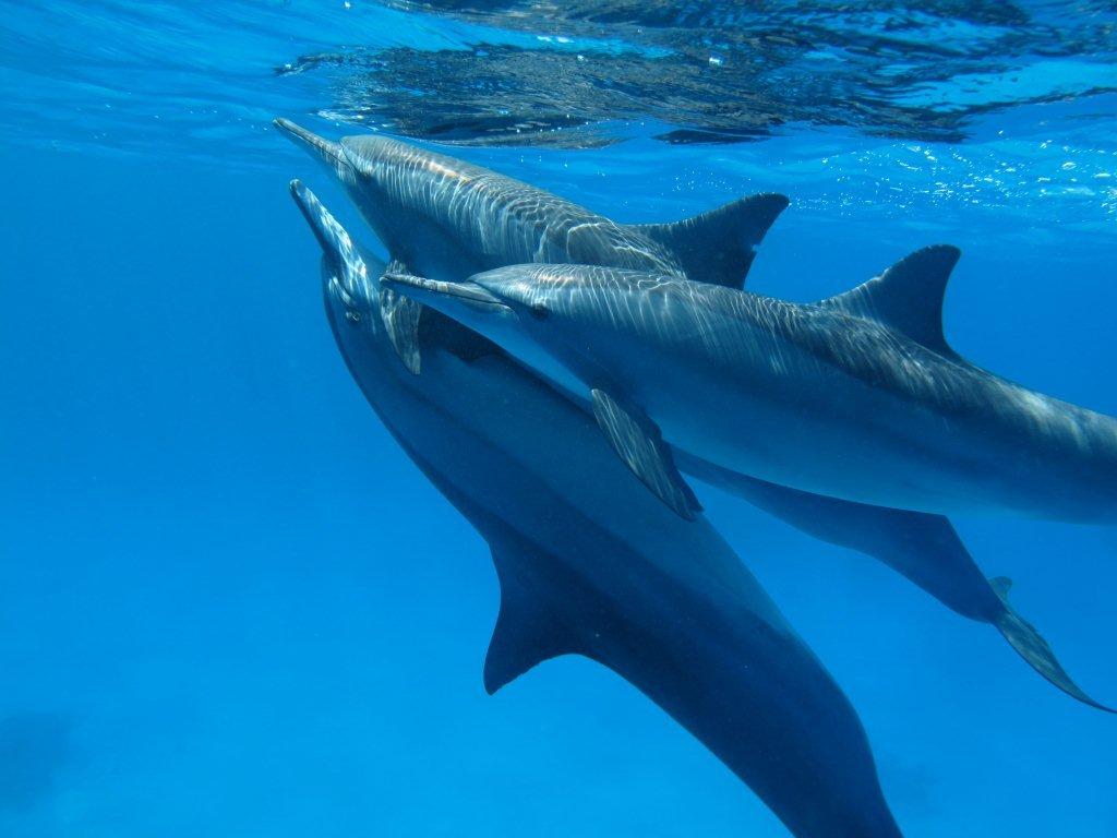 dolphins