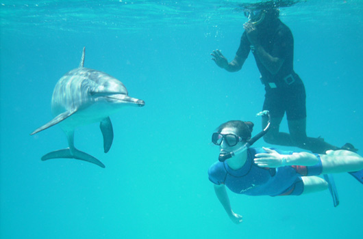 underwater-with-dolphin