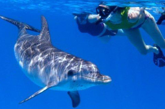 Swimming with a dolphin