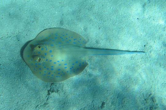 Ray - Red Sea Egypt