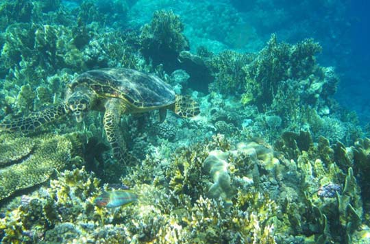 Sea Turtle - Red Sea Egypt