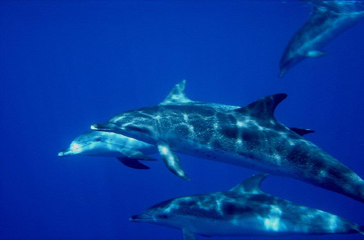 Blissful Dolphins