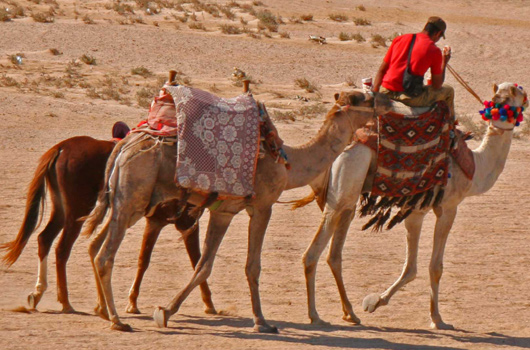 Camels in desert