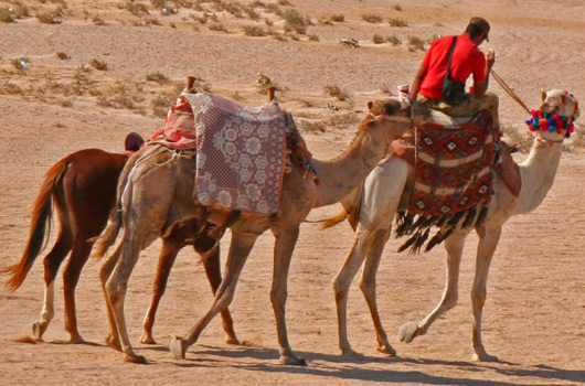 Camels in Desert