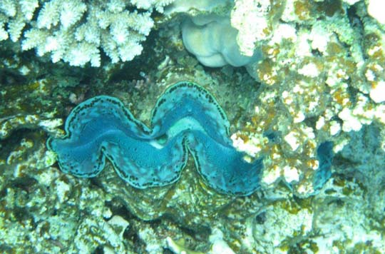 Coral Creatures - Red Sea Egpt