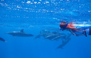 Swimming with dolphins egypt