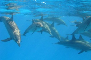 red sea dolphins
